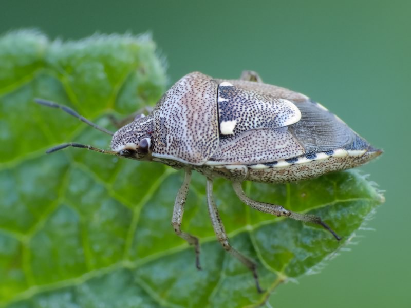 Stagonomus amoenus (Brulle, 1832)